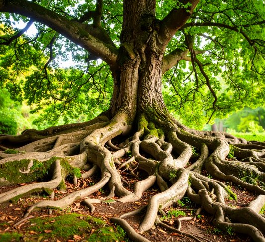 Árbol con raíces sólidas